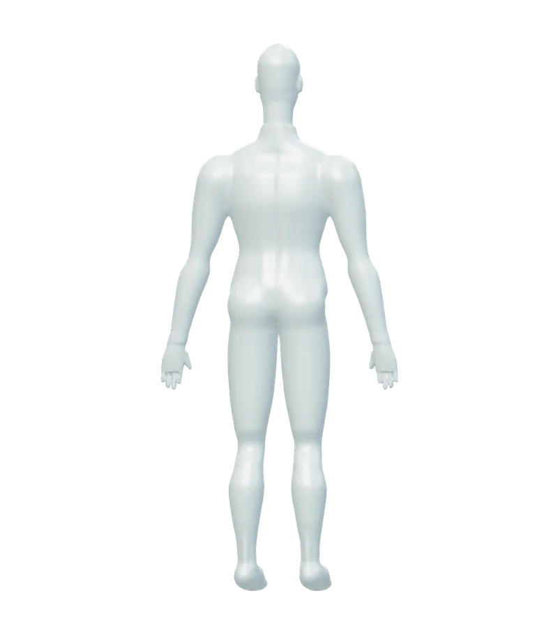 Pearl anatomical sculpture, viewed from behind, showing the neck, shoulders, back and legs.